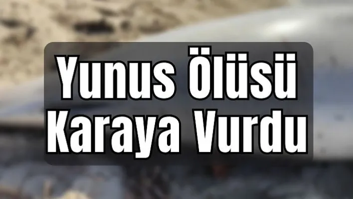 Kuşadası'nda Yunus Ölüsü Karaya Vurdu