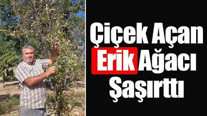 Manisa'da Çiçek açan erik ağacı şaşırttı