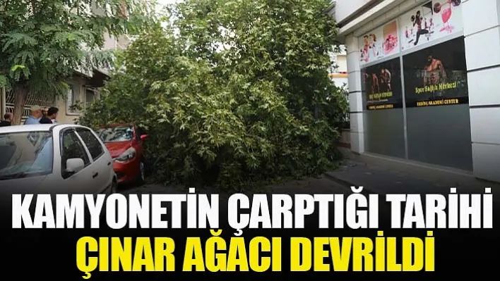 Manisa'da Kamyonetin Çarptığı Tarihi Çınar Ağacı Devrildi