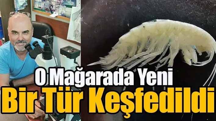 O mağarada yeni bir tür keşfedildi