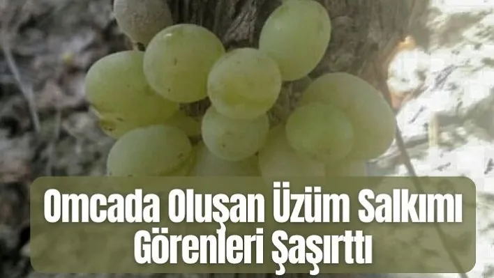 Omcada oluşan üzüm salkımı görenleri şaşırttı