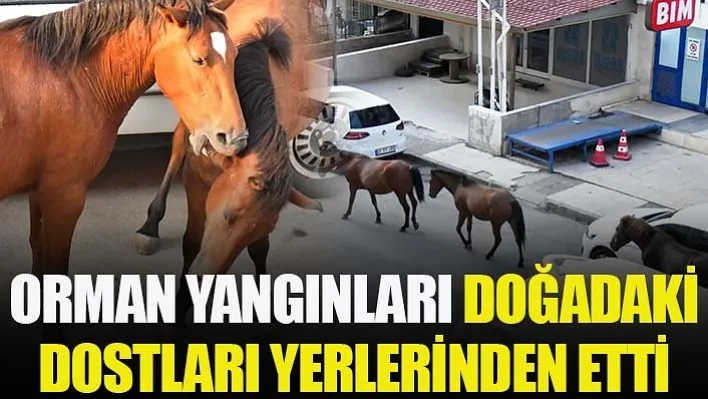 Orman yangınları doğadaki dostları yerlerinden etti 