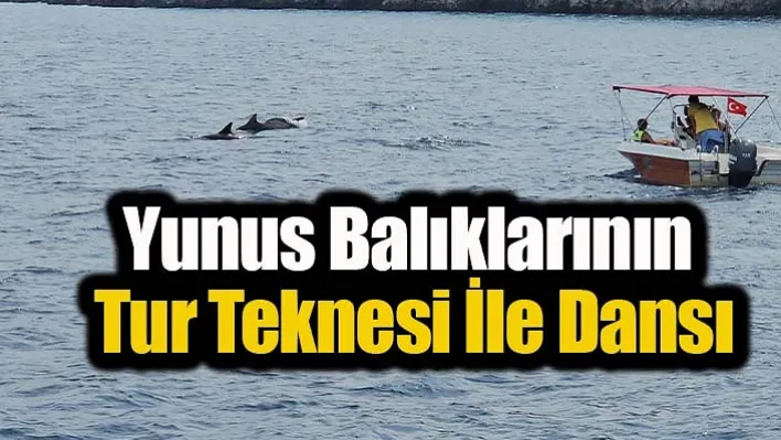 Tur Teknesini Gören Yunus Balıkları Dans Etmeye Başladı