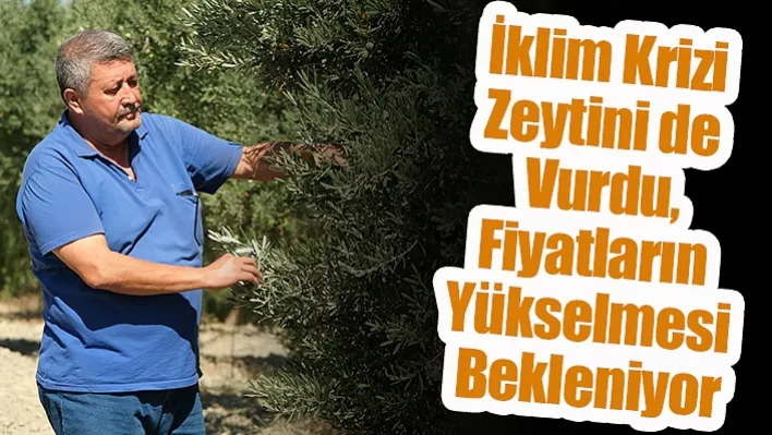 Zeytinyağının bu yıl rekor kırması bekleniyor