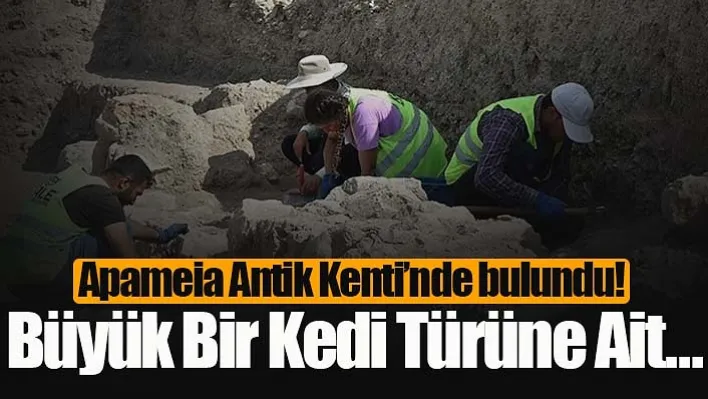 Apameia Antik Kenti'nde bulundu! Büyük Bir Kedi Türüne Ait…