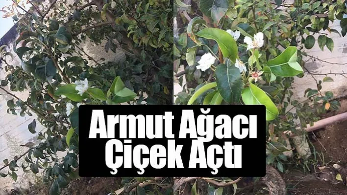 Armut ağacı çiçek açtı