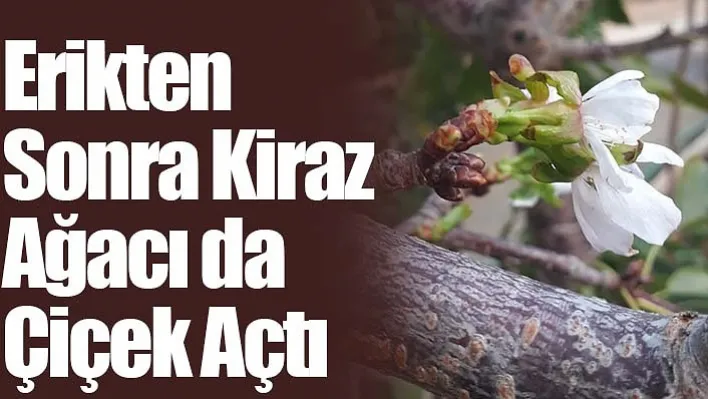 Erikten Sonra Kiraz Ağacı da Çiçek Açtı