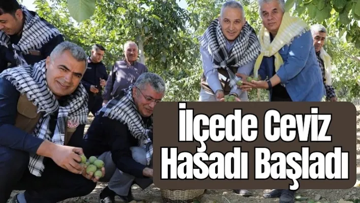 İlçede Ceviz Hasadı Başladı