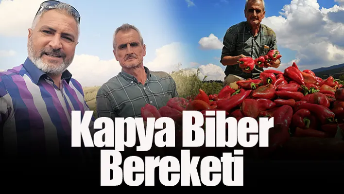 İlçede kapya biber bereketi