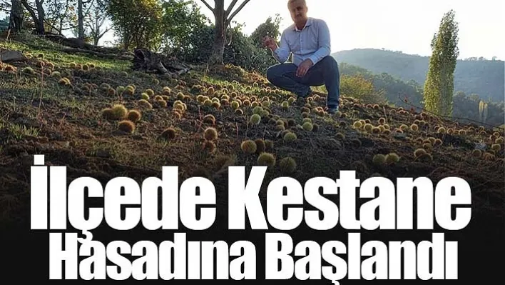 İlçede Kestane Hasadına Başlandı