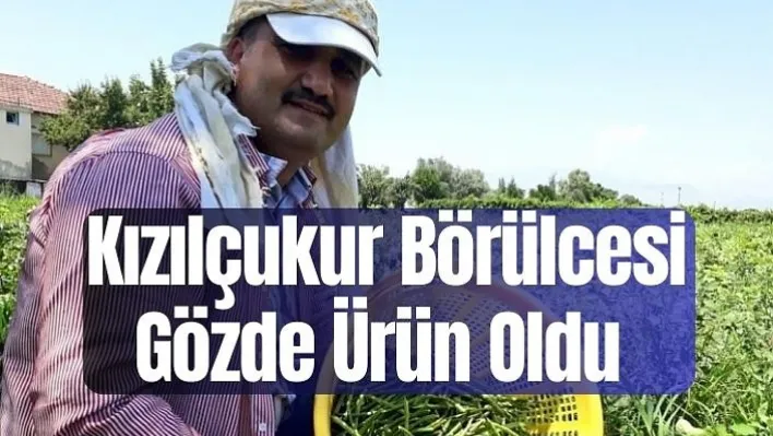 Kızılçukur börülcesi gözde ürün oldu