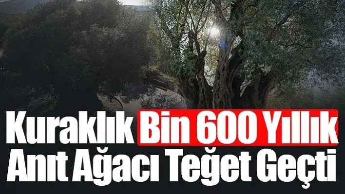 Kuraklık Bin 600 Yıllık Anıt Ağacı Teğet Geçti!