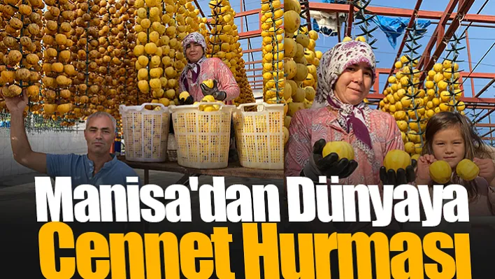 Manisa Alaşehir'de Yetiştirilen Cennet Hurmaları Dünya Pazarında Yer Alıyor