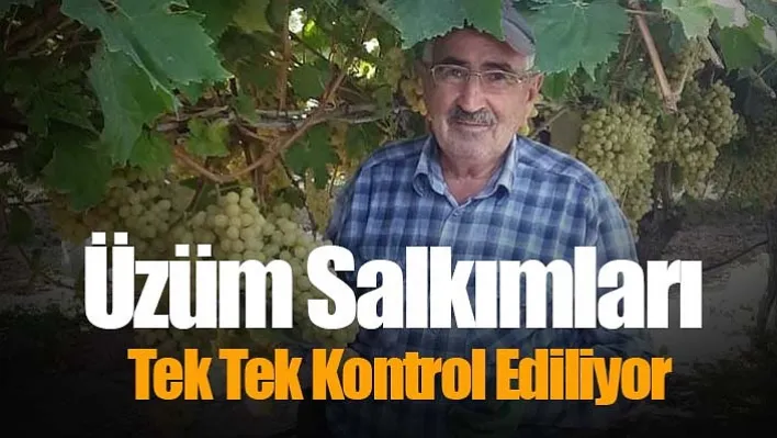 Manisa'da Üzüm Salkımları Tek Tek Kontrol Ediliyor