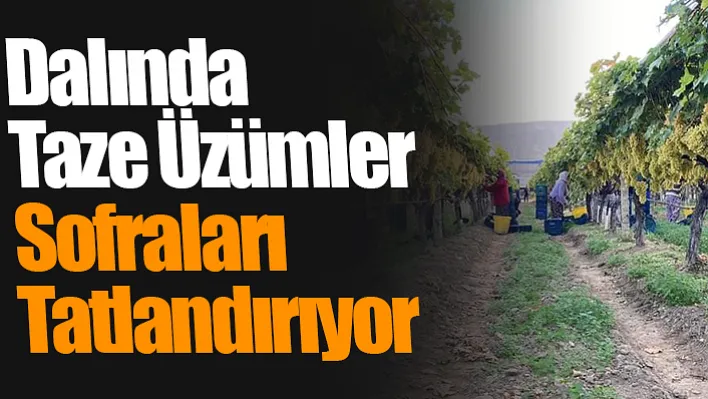 Manisa'da Dalında ki Taze Üzümler Sofraları Tatlandırıyor