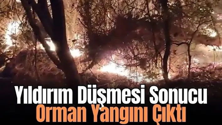 Muğla'da yıldırım düşmesi sonucu orman yangını çıktı