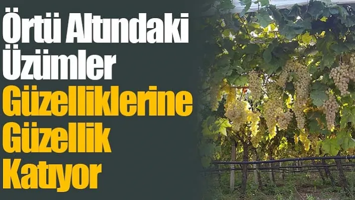 Örtü Altındaki Üzümler Güzelliklerine Güzellik Katıyor