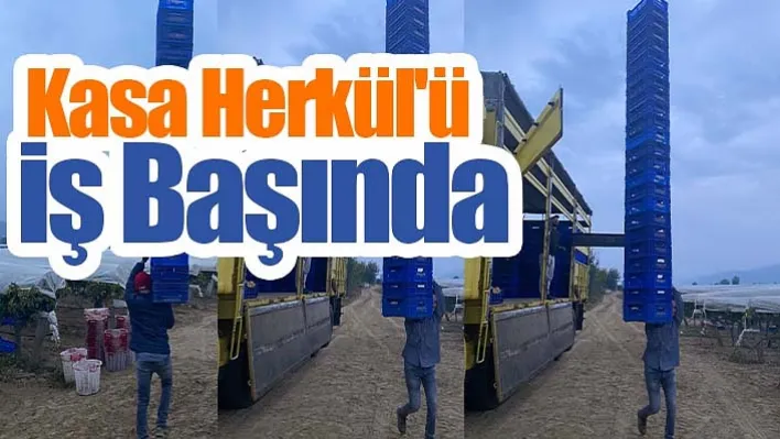 Tek Seferde 25 Plastik Kasayı Taşıyınca: Diğer İşçiler Tarafından 'Kasa Herkül'ü Olarak Adlandırıldı