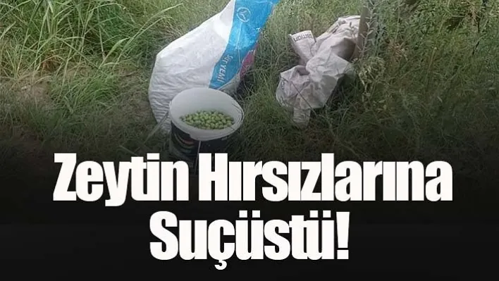 Zeytin Hırsızlarına Suçüstü!