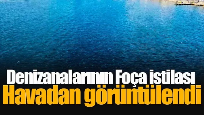 Denizanalarının Foça istilası havadan görüntülendi