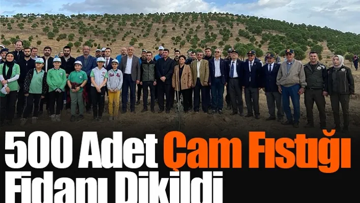 İlçede 500 Adet Çam Fıstığı Fidanı Dikildi