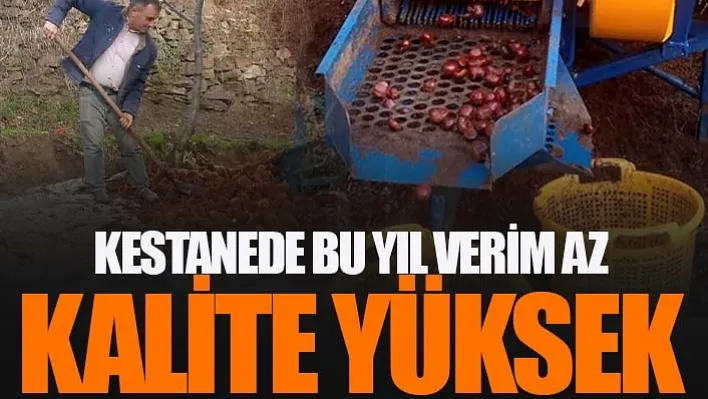 Kestanede Bu Yıl Verim Az Kalite Yüksek