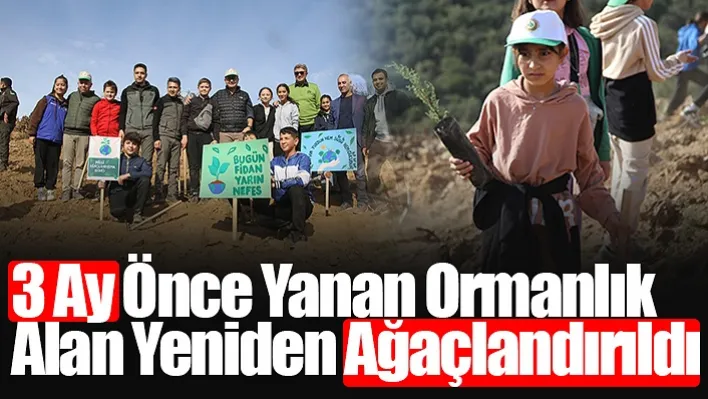 Manisa'da 3 Ay Önce Yanan Ormanlık Alan: Yeniden Ağaçlandırıldı!