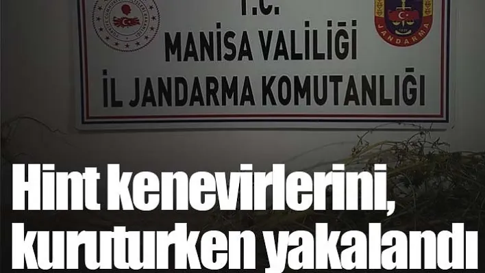 Manisa'da Hint kenevirlerini, kuruturken yakalandı