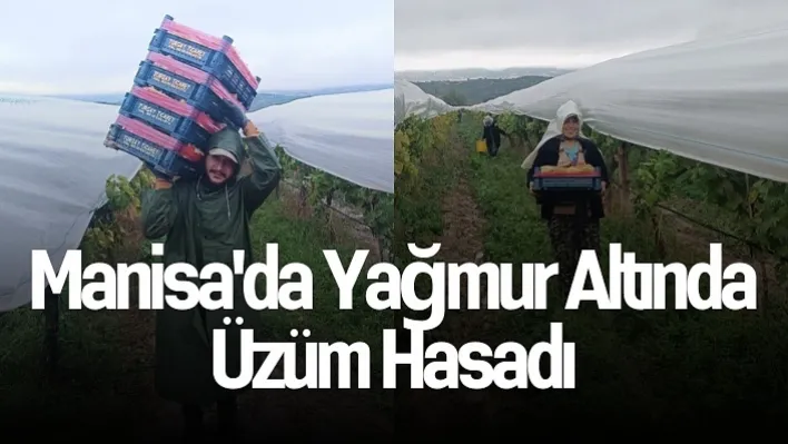 Manisa'da üzüm hasadı yağmur çamur dinlemiyor