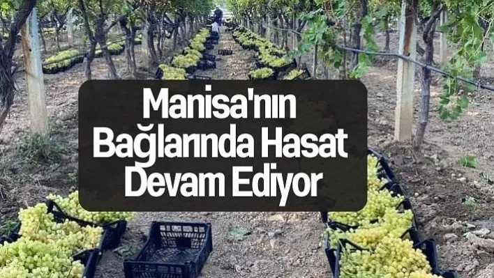 Manisa'nın Bağlarında Hasat Devam Ediyor