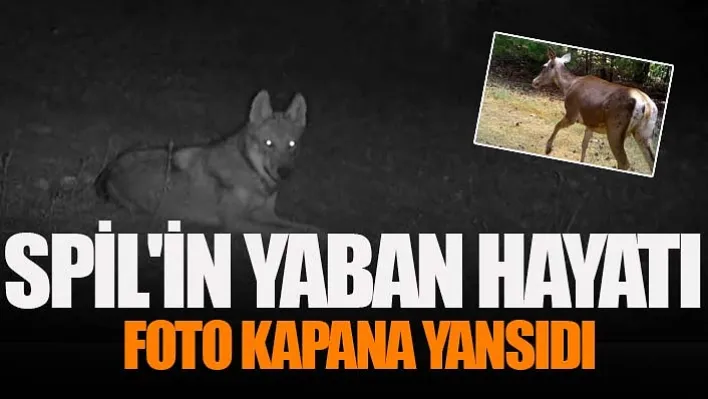 Spil Dağı Milli Parkındaki yaban hayatı bölgeye kurulan foto kapanlara yansıdı