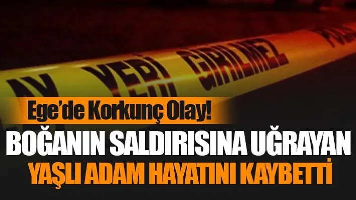 Yaşlı adam boğanın saldırısına uğradı, acı tesadüf yürek burktu!