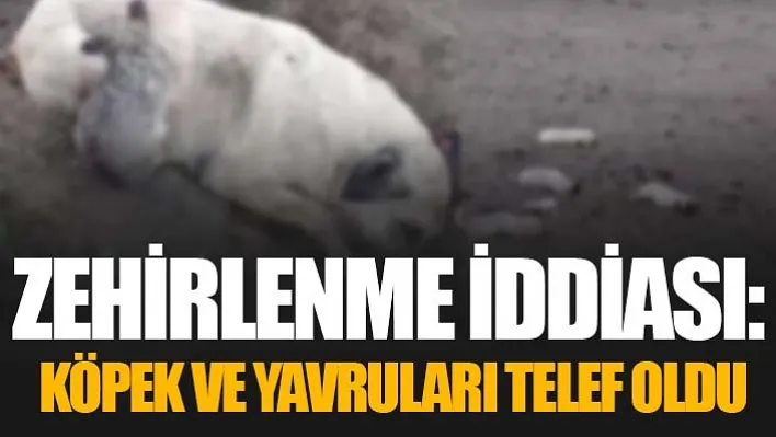 Zehirlenme İddiası: Köpek Ve Yavruları Telef Oldu