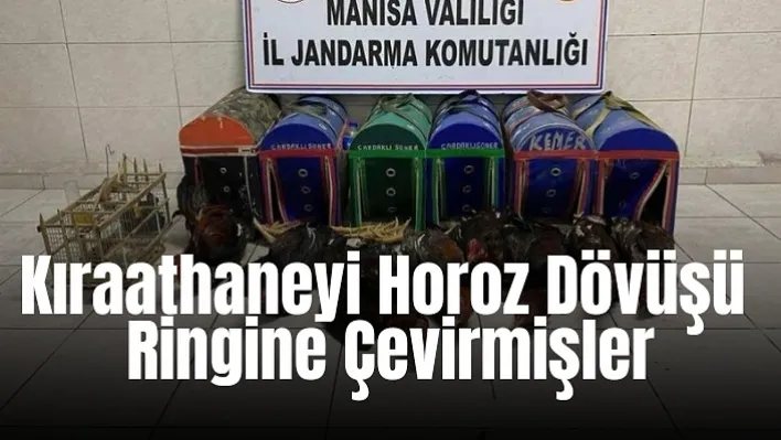 Akhisar'da Kıraathaneyi horoz dövüşü ringine çevirmişler