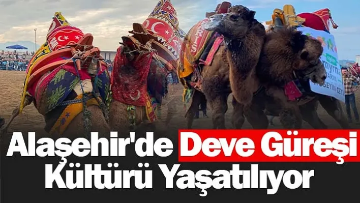 Alaşehir'de Deve Güreşi Kültürü Yaşatılıyor