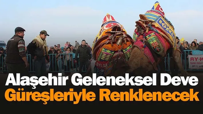 Alaşehir Geleneksel Deve Güreşleriyle Renklenecek