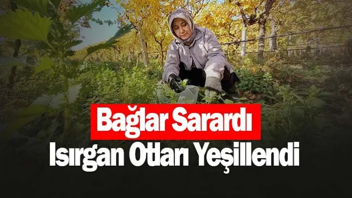 Bağlar Sarardı Isırgan Otları Yeşillendi