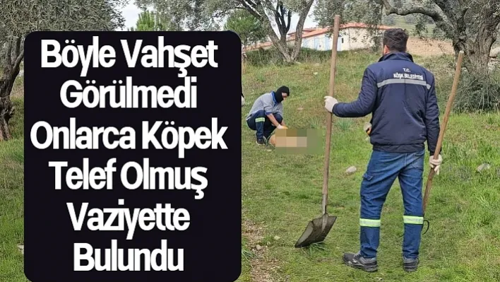 Böyle vahşet görülmedi: onlarca köpek telef olmuş vaziyette bulundu