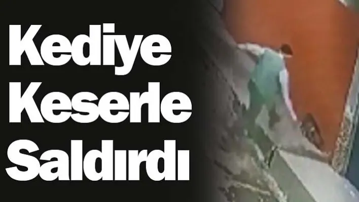 Kediye Keserle Saldırdı