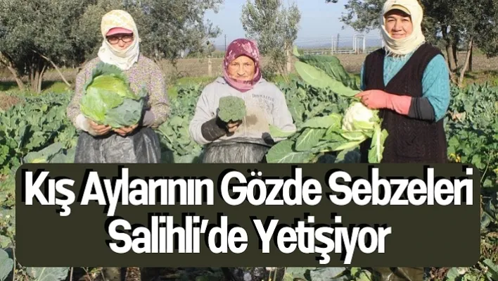 Kış aylarının gözde sebzeleri Salihli'de yetişiyor