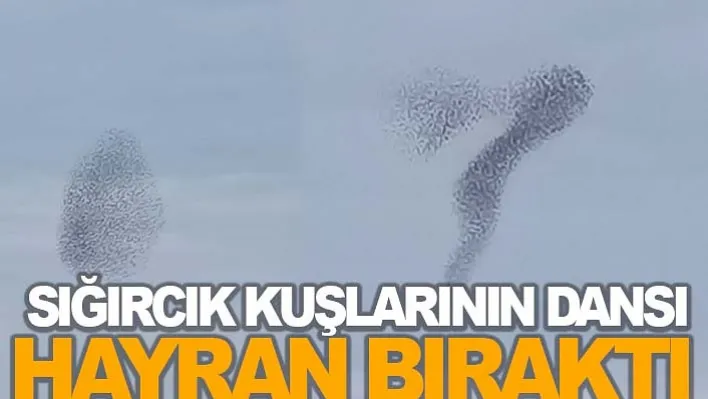 Manisa'da Sığırcık Kuşlarının Dansı Hayran Bıraktı