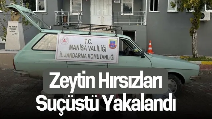 Manisa'da Zeytin hırsızlarına suçüstü!