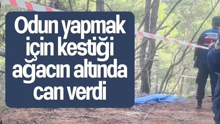 Odun yapmak için kestiği ağacın altında can verdi