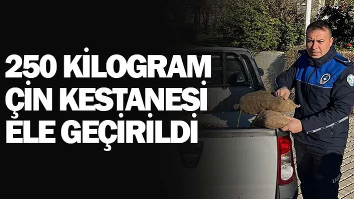 Salihli'de 250 kilogram Çin Kestanesi ele geçirildi