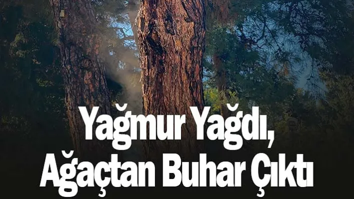 Yağmur Yağdı, Ağaçtan Buhar Çıktı