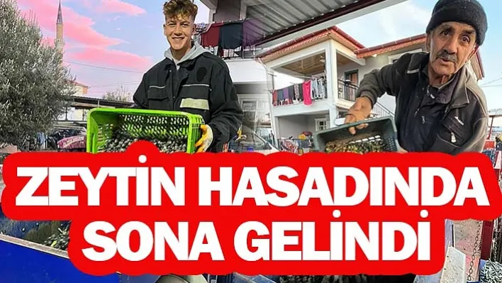 Zeytinde rekolte üzdü, fiyatlar sevindirdi