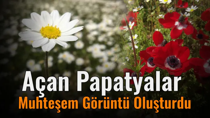 Açan papatyalar muhteşem görüntü oluşturdu