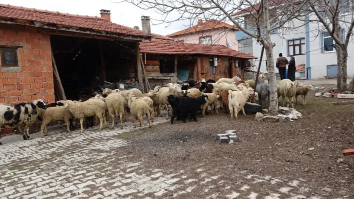 Ahıra Giren Sokak Köpekleri 22 Koyunu Telef Etti