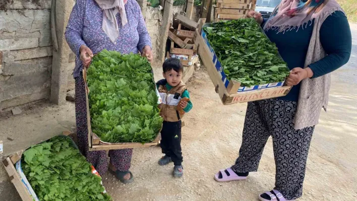 Alaşehir'de asma yaprağı ihracatı artıyor