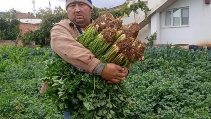 Atalık tohumla üretilen kerevizlere büyük ilgi